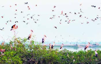 Sundarban Pakhiralay